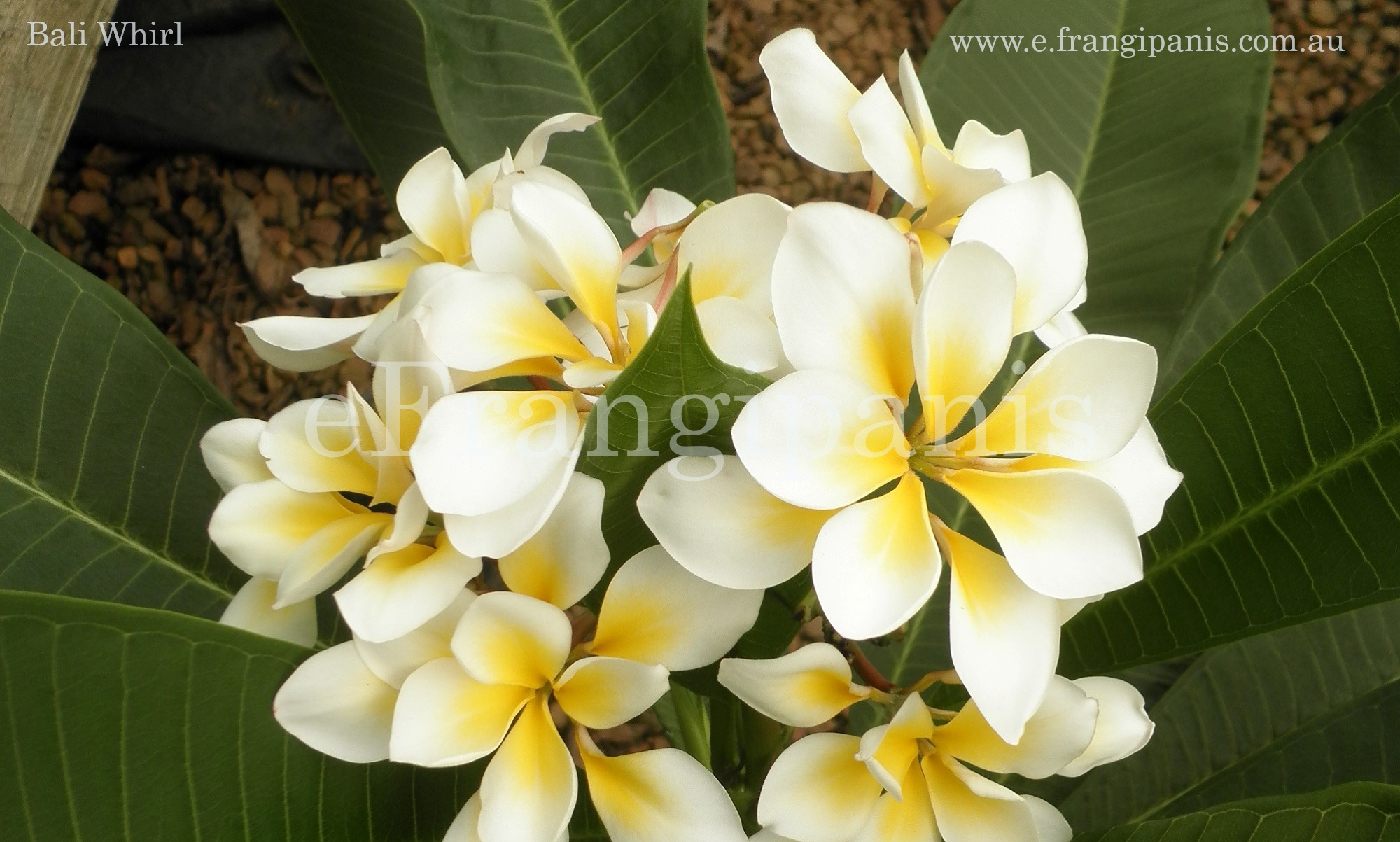 Bali-Whirl-Frangipani-Flowers