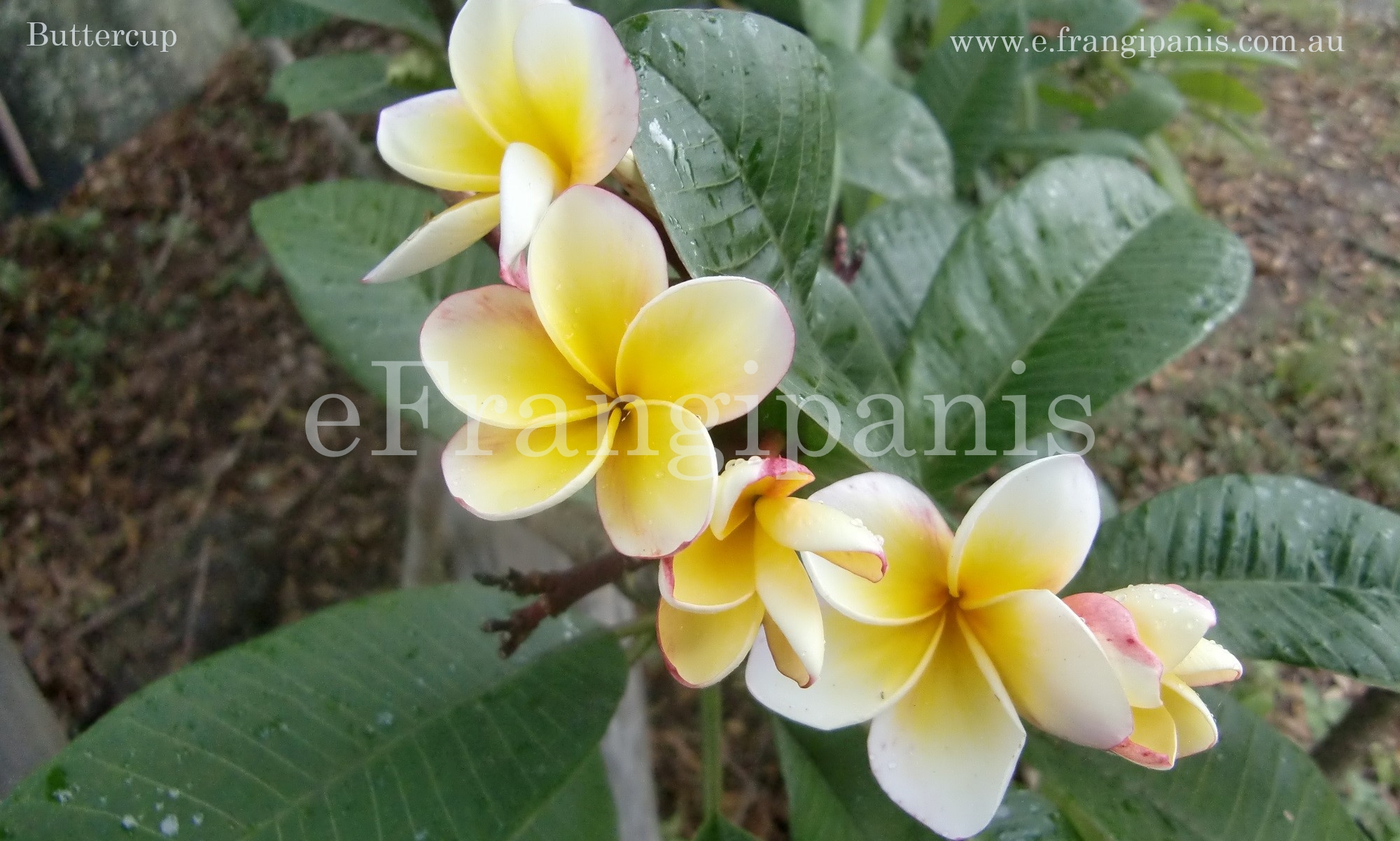 Buttercup-Frangipani-Flowers