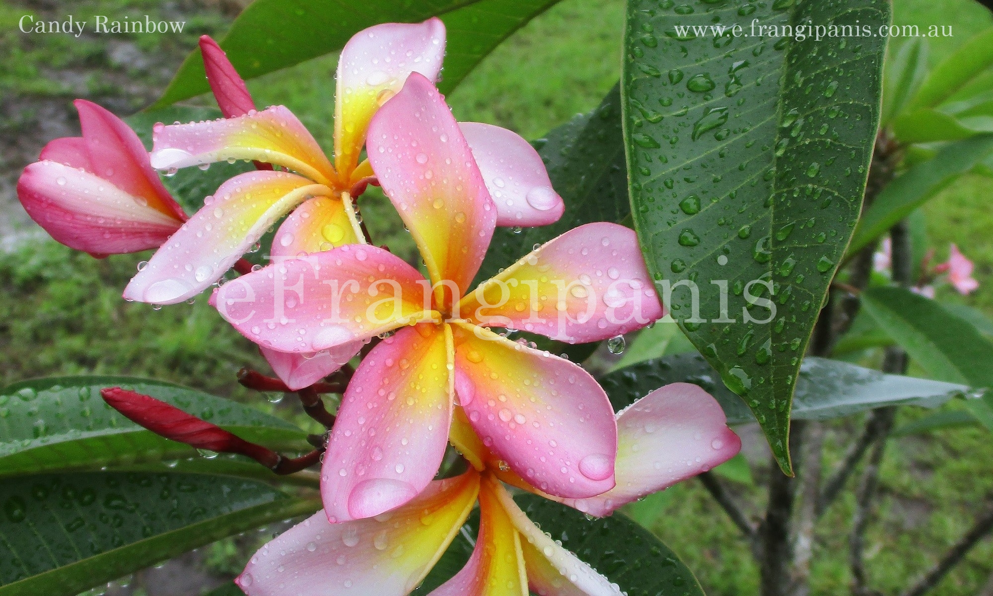 Candy-Rainbow-Frangipani-Flowers