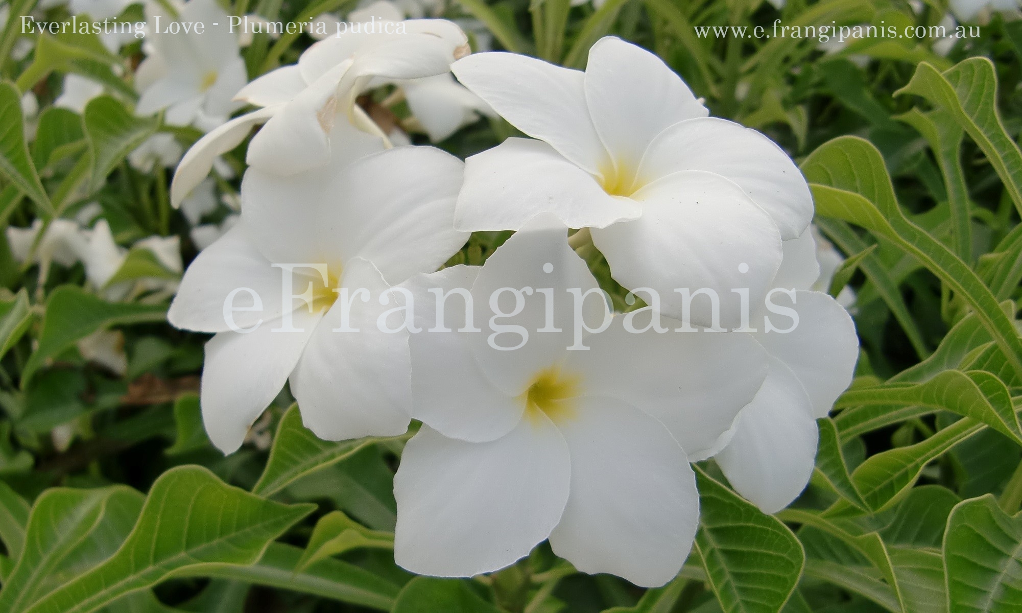 Everlasting-Love-Frangipani-Flowers