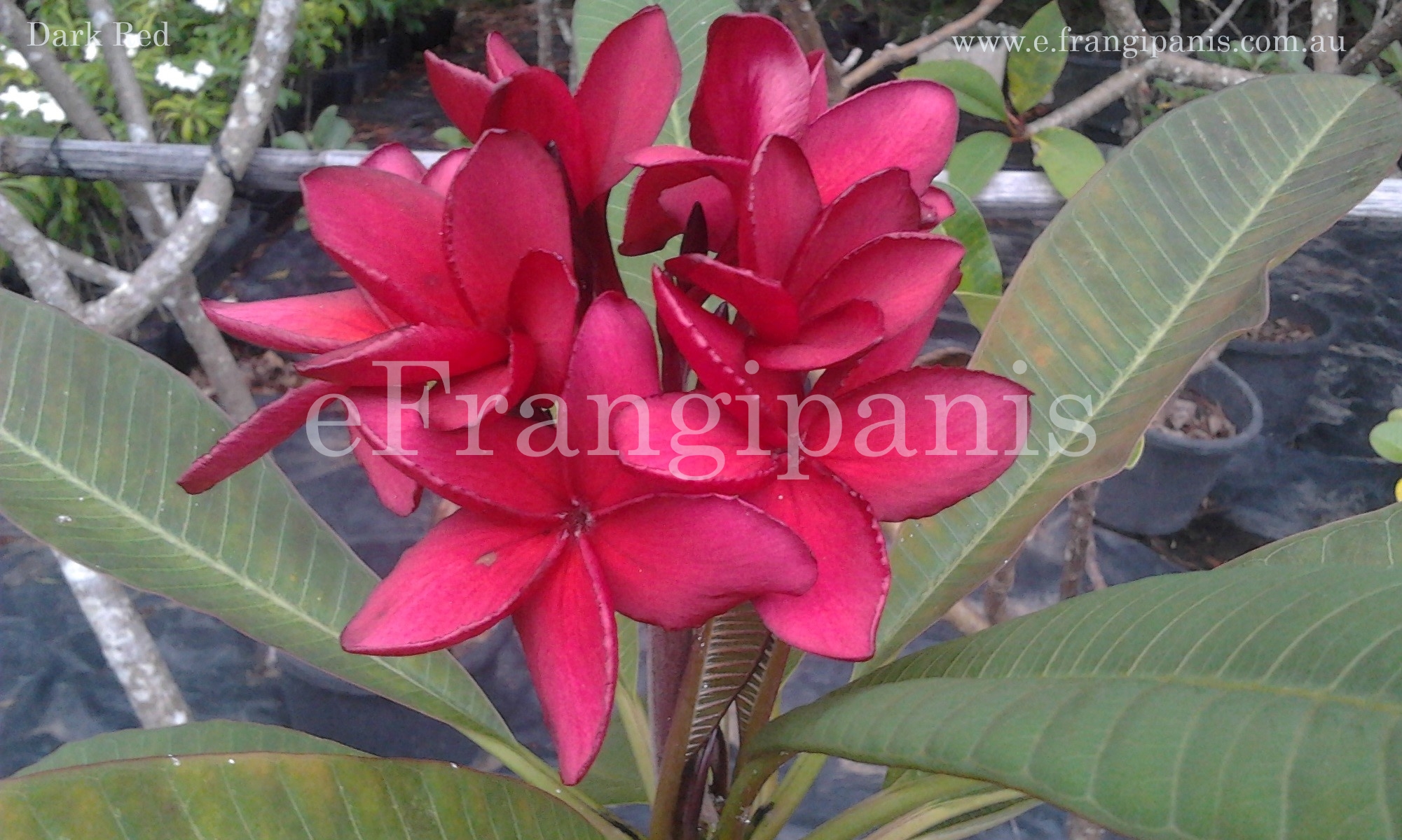 Red-Dark-Frangipani-Flowers