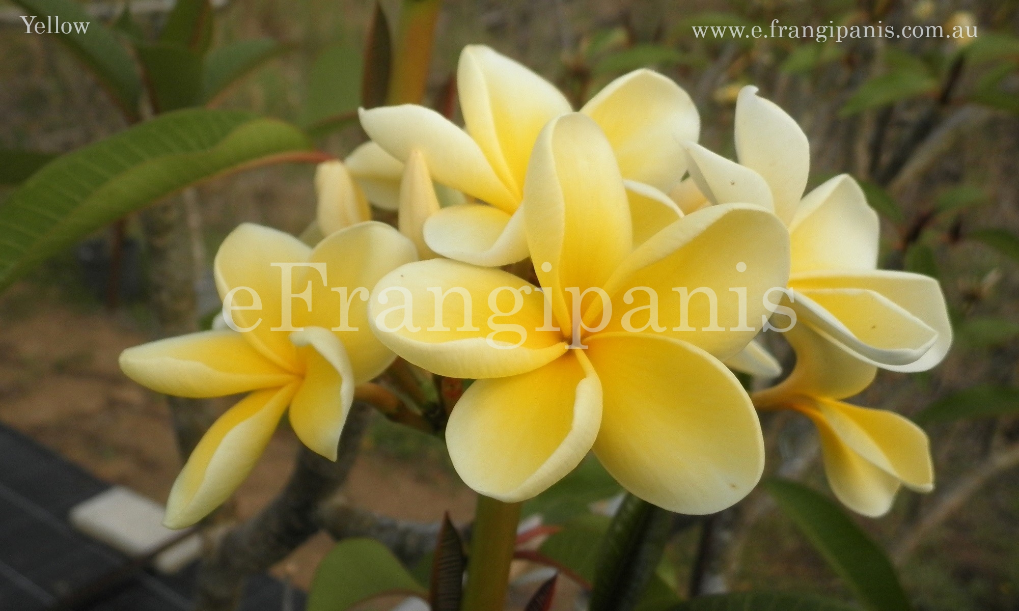 Yellow-Frangipani-Flowers